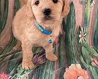 goldendoodles-in-california-dog