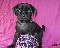 mixed-pug