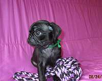 pug-dog-for-sale