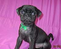 male-pug-dog