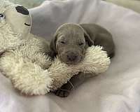 ready-to-be-field-trained-weimaraner