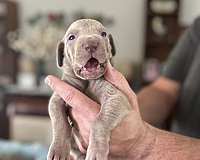 large-gray-silver-puppy