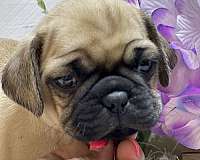 up-to-date-shots-puggle