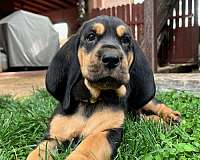 single-coated-bloodhound