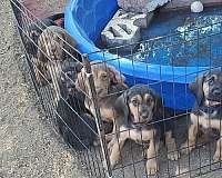 black-tan-single-coated-bloodhound