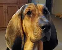 female-black-tan-single-coated-bloodhound