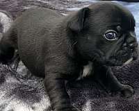 black-french-bulldog