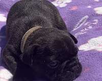 female-black-short-haired-french-bulldog