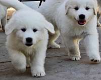 double-coated-great-pyrenees