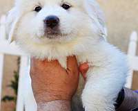 female-great-pyrenees-dog