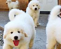 double-coated-great-pyrenees-dog