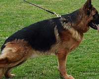 german-shepherd-dog-for-sale