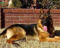 mixed-german-shepherd