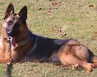 german-shepherd