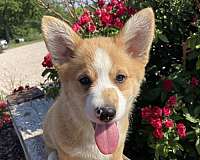 male-pembroke-welsh-corgi