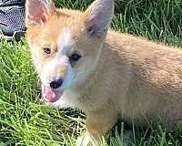 pembroke-welsh-corgi