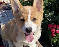 pembroke-welsh-corgi