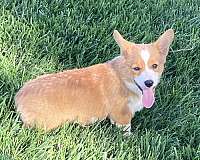 pembroke-welsh-corgi-dog-for-sale