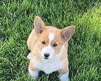 pembroke-welsh-corgi-dog