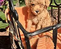 irish-wolfhound-puppy-for-sale