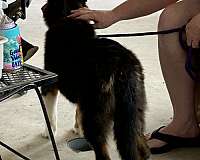 long-haired-rough-collie