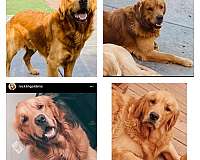 gold-large-dog