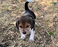 tri-color-beagle