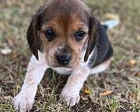 mixed-beagle-puppy