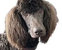 mixed-brown-curly-haired-standard-poodle