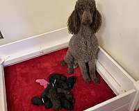 brown-mixed-standard-poodle