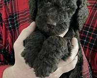 brown-curly-haired-standard-poodle