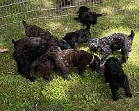 curly-haired-mixed-standard-poodle