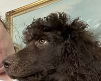standard-curly-haired-dog
