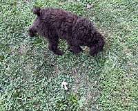 standard-brown-poodle