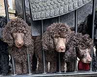 mixed-standard-poodle