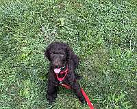 mixed-standard-poodle-dog