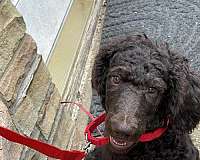 standard-poodle