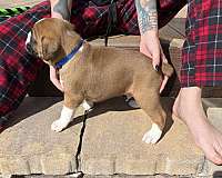 fawn-short-haired-boxer