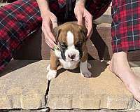 male-fawn-short-haired-boxer