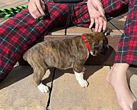 brindle-short-haired-boxer