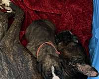 male-brindle-short-haired-boxer