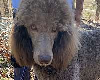 light-brown-standard-poodle