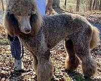 light-brown-curly-haired-puppy