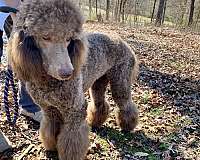 light-brown-curly-haired-standard-poodle