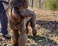 male-light-brown-curly-haired-standard-poodle