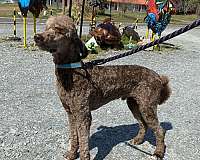 light-brown-male-standard-poodle