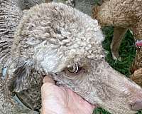 standard-light-brown-poodle