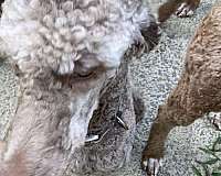 curly-haired-standard-poodle