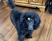 black-male-miniature-poodle