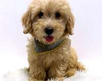 cream-small-miniature-goldendoodle